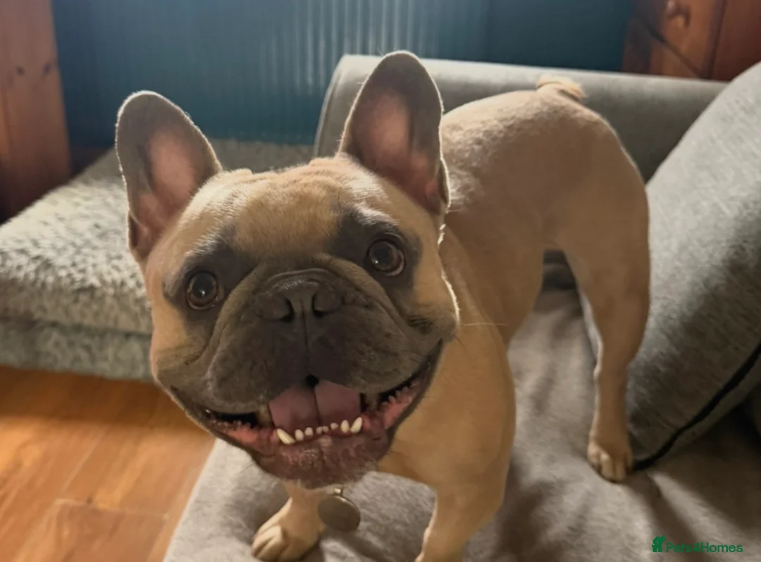 French Bulldog dogs for sale: Bailey (french bulldog)  in Orpington - Advert 2