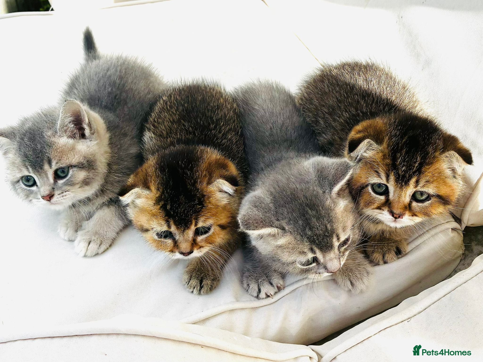 Scottish Fold cats Last Scottish Fold Male Kitten Straight Ears - Advert 1
