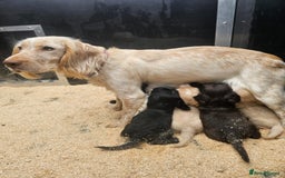 Cocker Spaniel dogs for sale: working cocker spaniel pups - Image 7