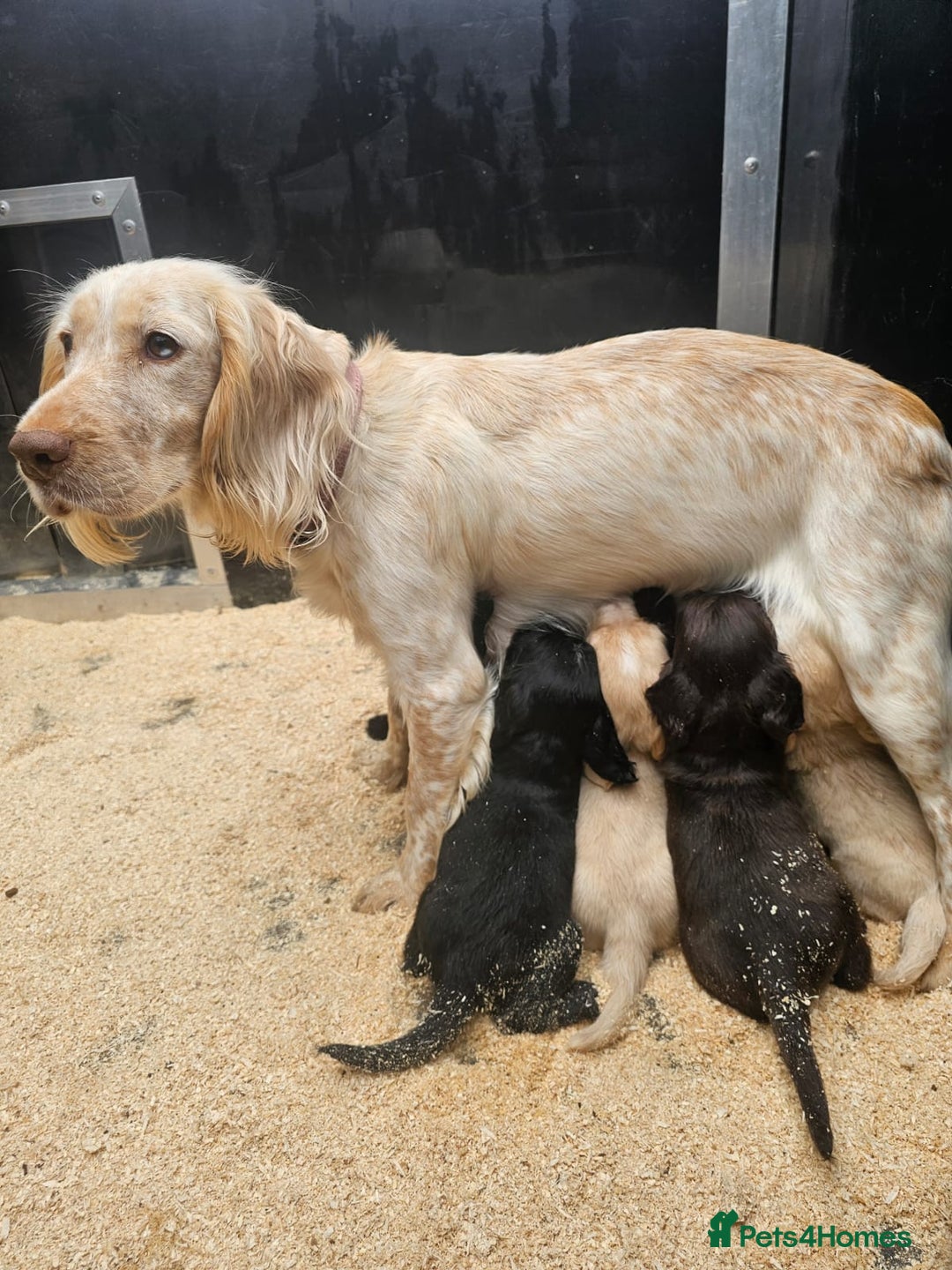 Cocker Spaniel dogs for sale: working cocker spaniel pups - Image 7