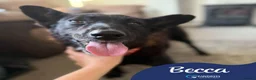 Mixed Breed dogs for adoption: Meet Becca, currently residing in Surrey in Farnborough - Advert 1