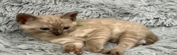 Bengal cats for sale: TICA registered Seal Solid Silver Mink Bengals - Advert 37