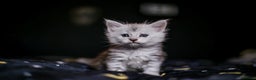 Maine Coon cats for sale: TICA PEDIGREE MAINE COON SHADED KITTENS AVAILABLE - Advert 3