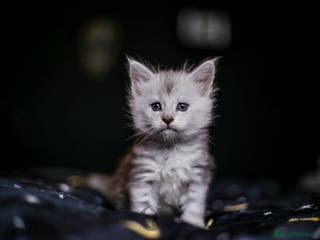 Maine Coon cats TICA PEDIGREE FEMALE SILVER SHADED KITTEN - Advert 3