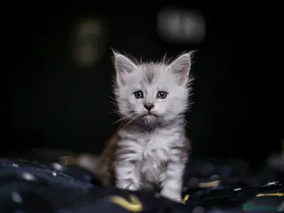 Maine Coon cats TICA PEDIGREE FEMALE SILVER SHADED KITTEN - Advert 2