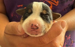 Jack Russell dogs for sale: Bred From Health Tested Parents - Image 16