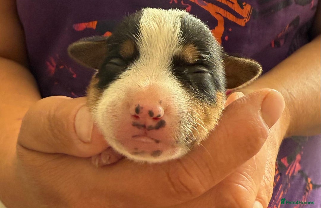 Jack Russell dogs for sale: Bred From Health Tested Parents - Image 16