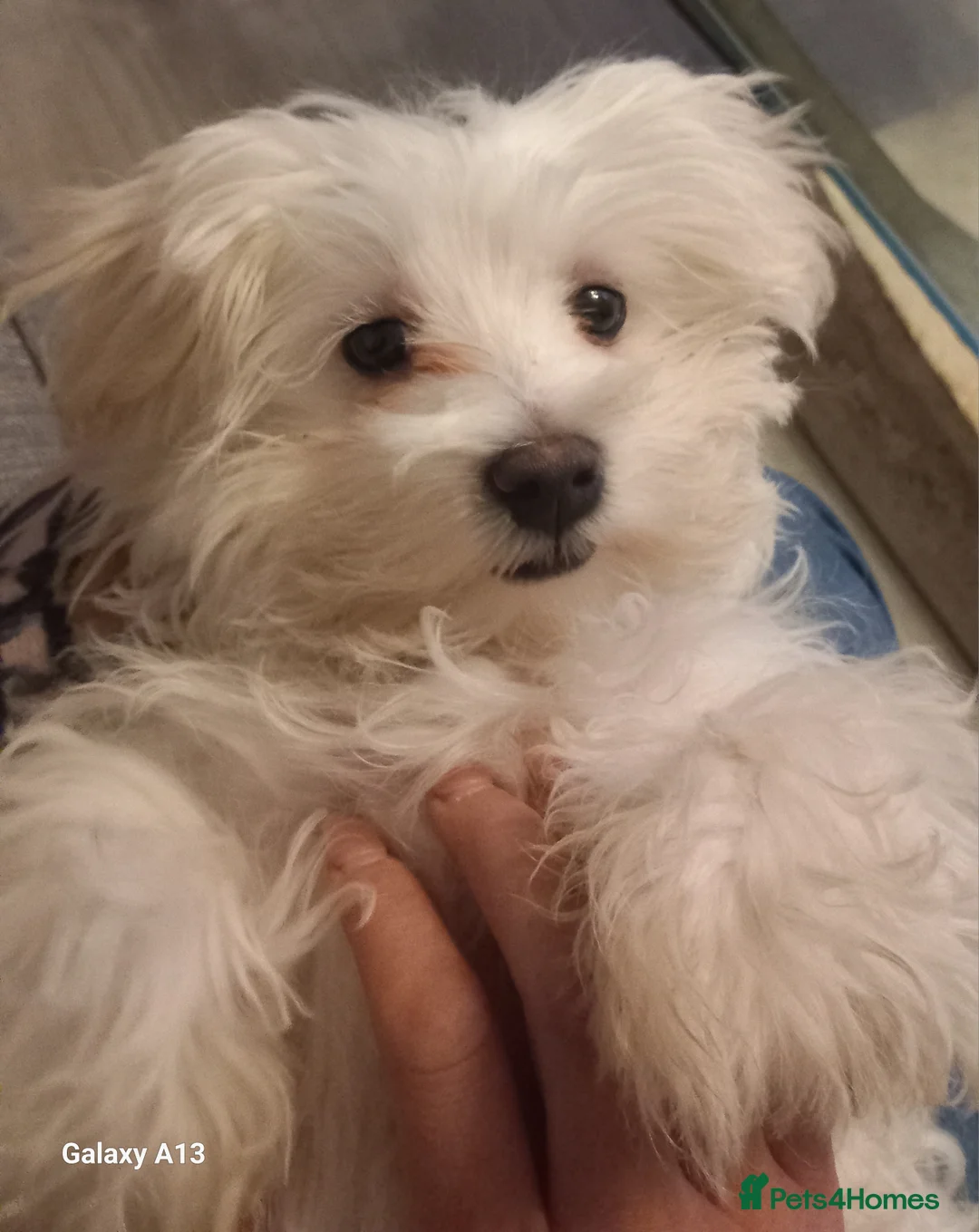 Maltese dogs for sale: 4 beautiful  mini maltese  - Advert 2
