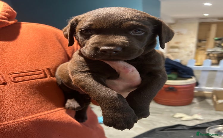 Labrador Retriever dogs - Advert 1