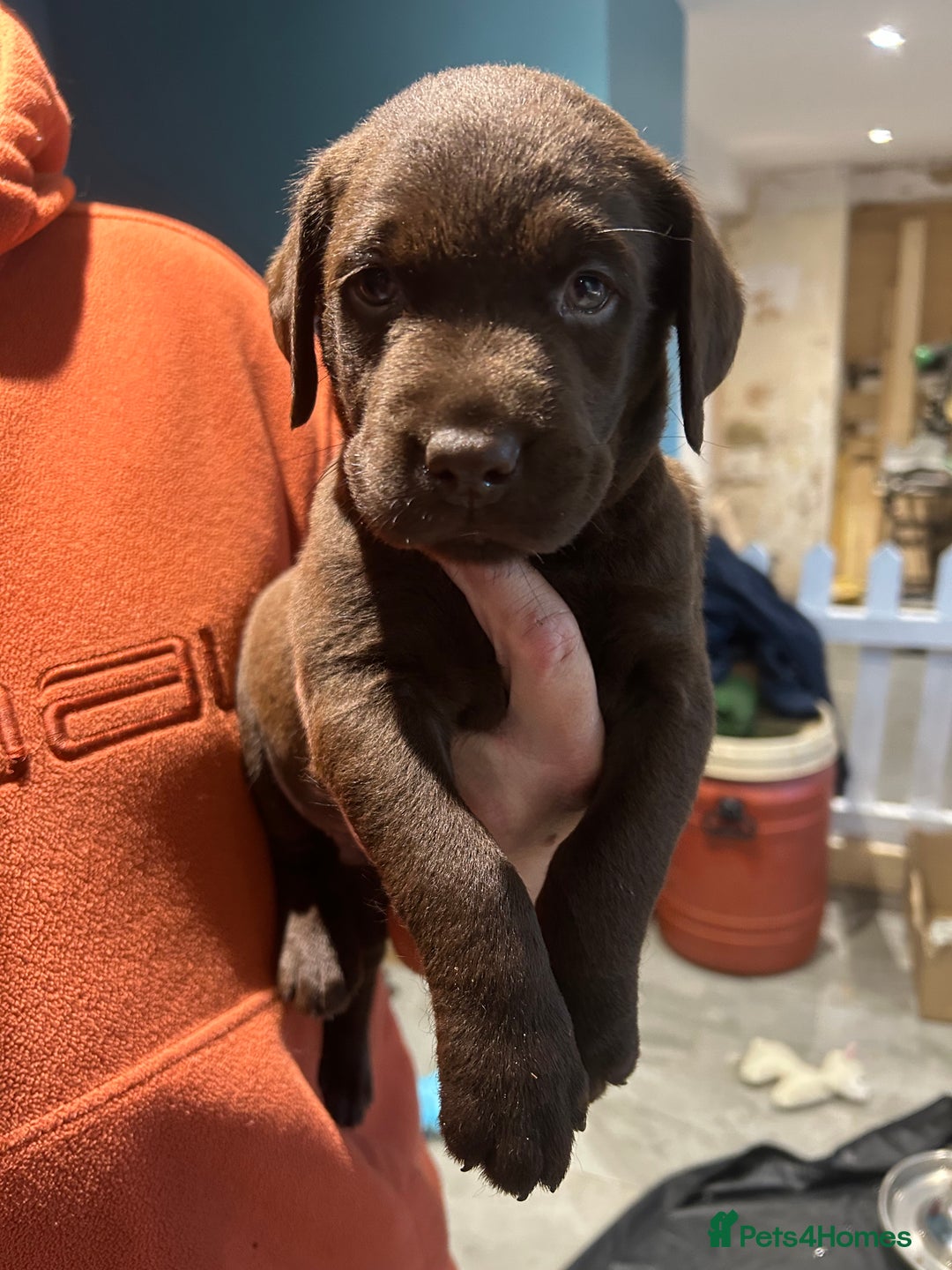 Labrador Retriever dogs for sale: Chunky Chocolate Labrador Puppies  - Image 1