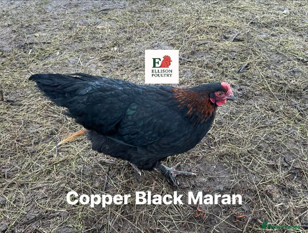 Chickens poultry for sale: Pure breed Chickens - Advert 1