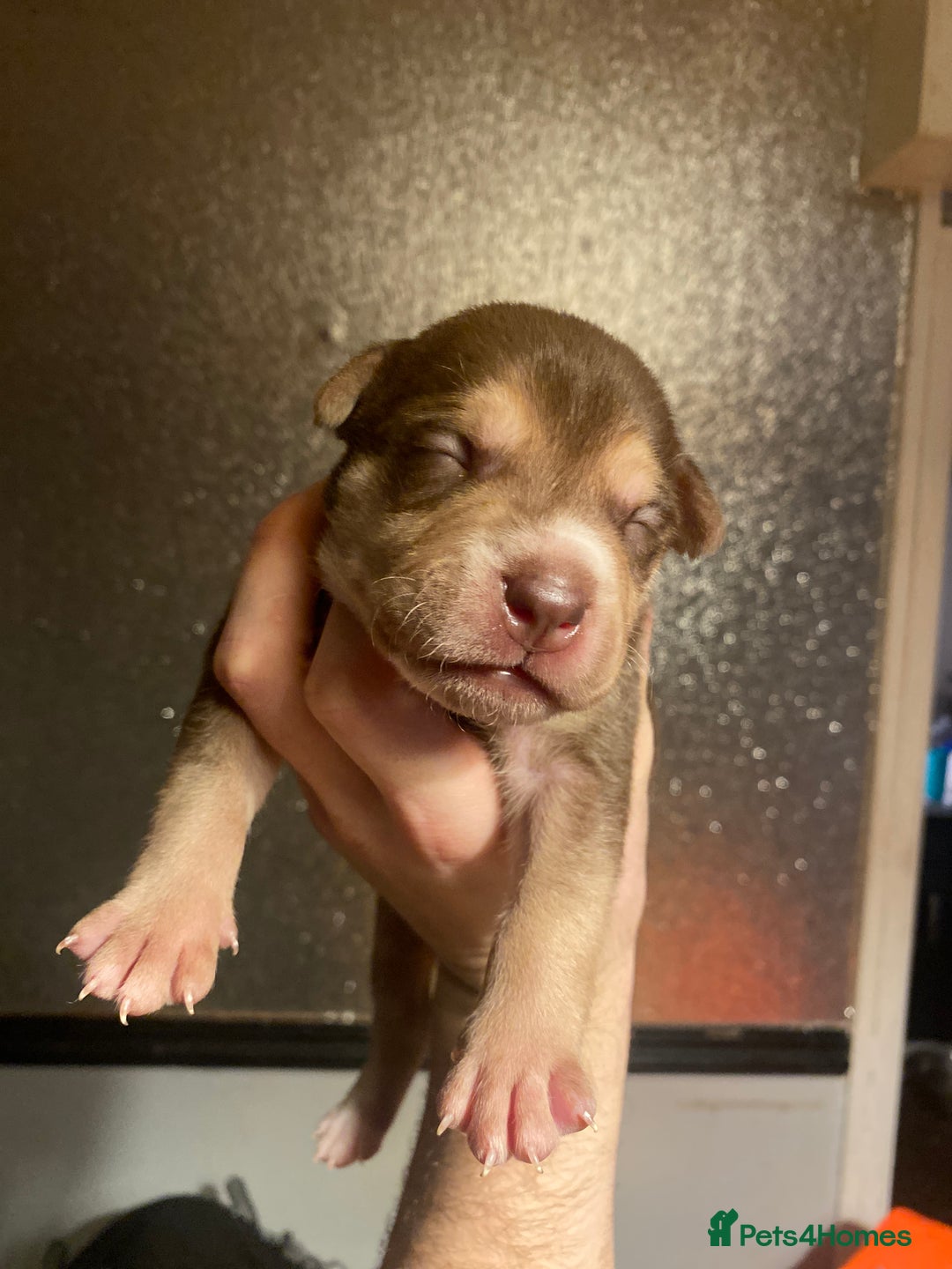 Mixed Breed dogs for sale: I have five pups for sale - Advert 5