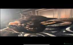 British Shorthair cats for sale: ****3 BABIES LEFT**** - Image 3