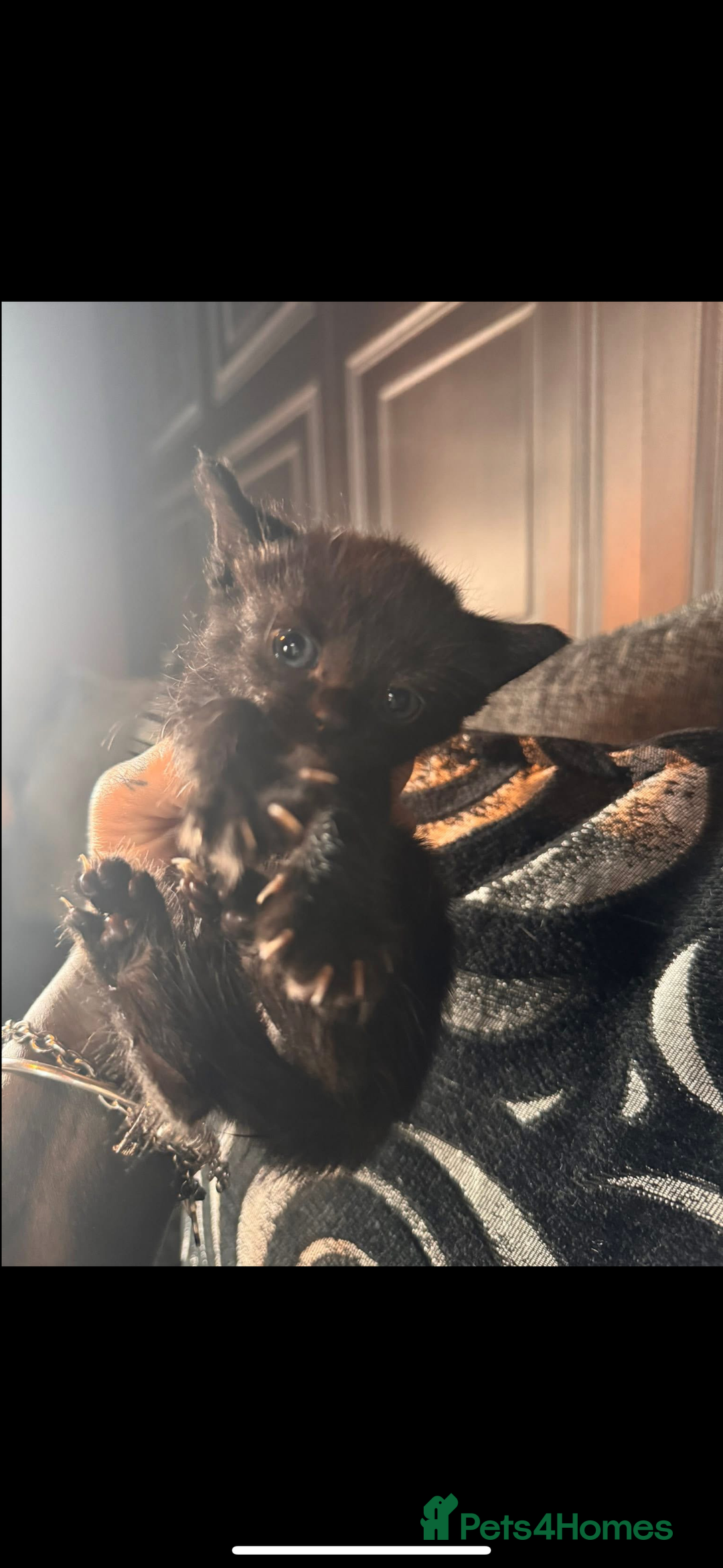 British Shorthair cats for sale: ****3 BABIES LEFT**** - Image 3