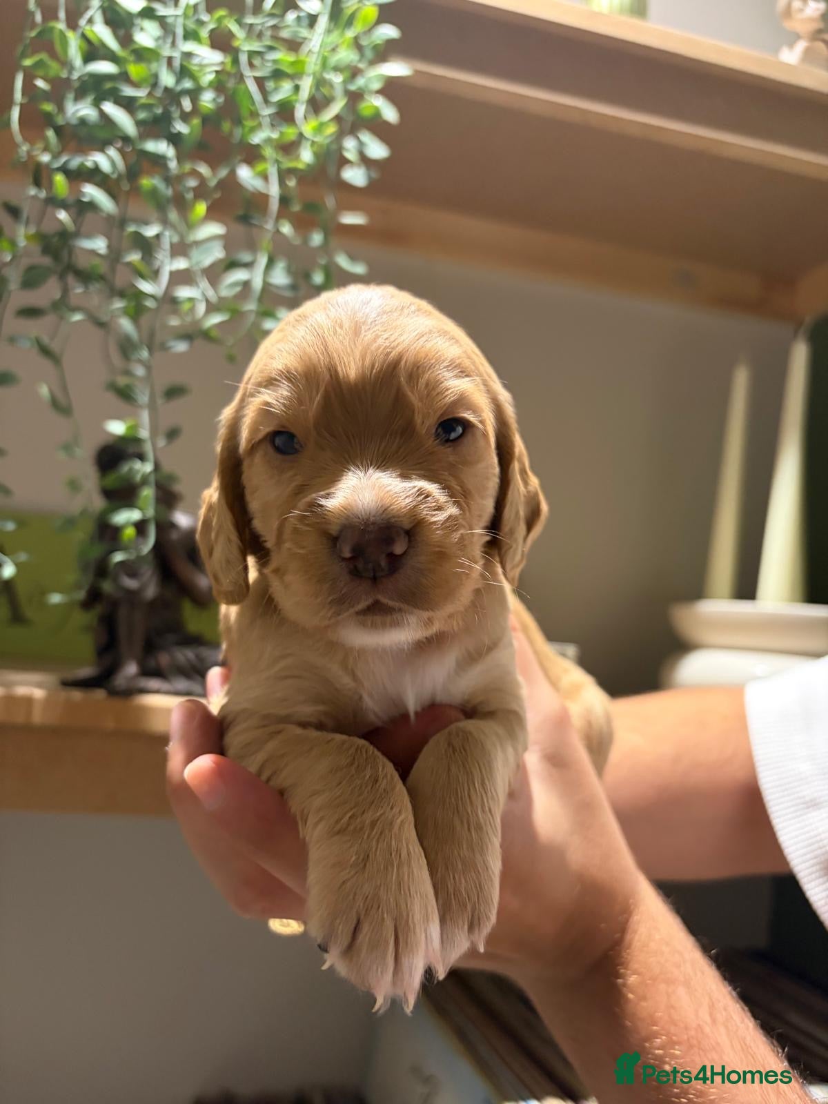 Cocker Spaniel dogs KC Reg Cocker Spaniel Pups  - Advert 2