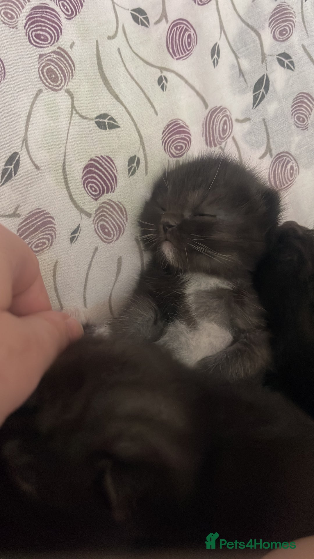 Mixed Breed cats for sale: Cutest Scottish Fold and BSH kittens  - Image 21