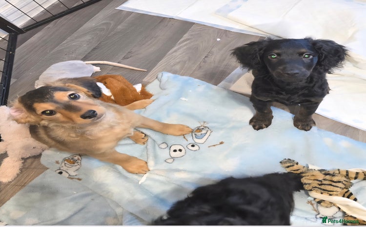 Cockapoo dogs - Advert 1