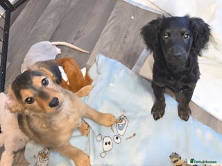 Cockapoo dogs for sale - Advert 1