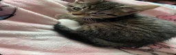 Mixed Breed cats for sale: Quater bengal and the rest tabby  - Advert 6