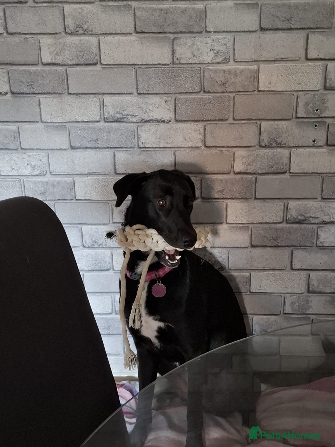 Mixed Breed dogs for sale: Raven Great Dane x husky  - Image 4
