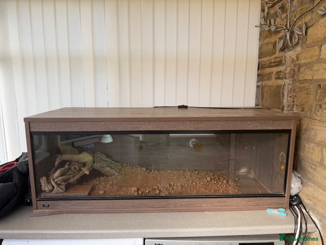 Bearded Dragon reptiles for sale: Bearded dragon in Halifax - Advert 1