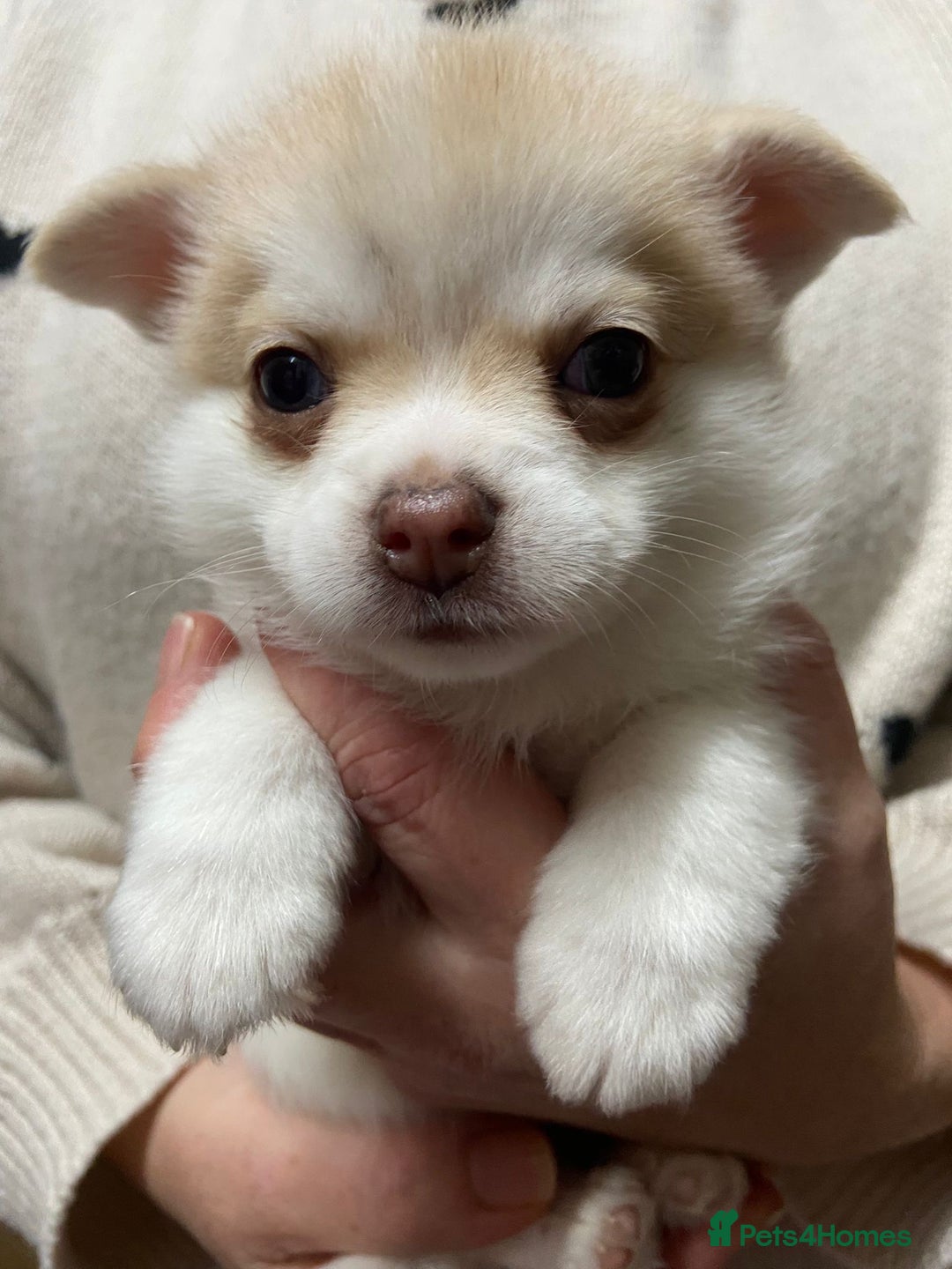 Pomchi dogs for sale: Stunning Pomchi’s - Advert 31