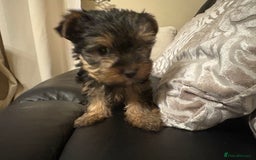 Yorkshire Terrier dogs for sale: Tiny Yorkshire Terriers for sale - Image 11