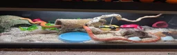 Corn Snake reptiles for sale: Male corn snake + setup in Norwich - Advert 2