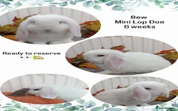 Mini Lop rabbits for sale: Mini lops ready to reserve - Image 2