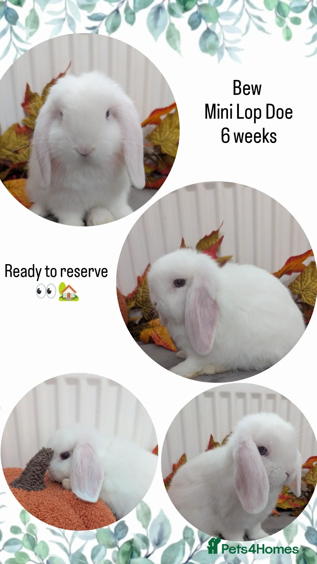 Mini Lop rabbits for sale: Mini lops ready to reserve - Image 2