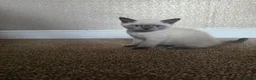 British Shorthair cats for sale: British Shorthair Kitten in Blackburn - Advert 5