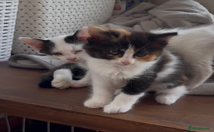 Mixed Breed cats - Advert 1