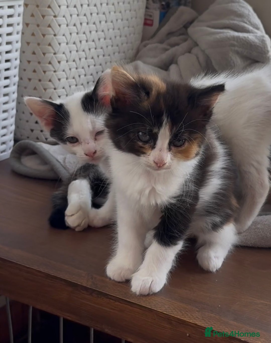 Mixed Breed cats for sale: Gorgeous Female kittens ready now - Image 1