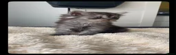 British Shorthair cats for sale: Stunning set of British blues - Advert 8