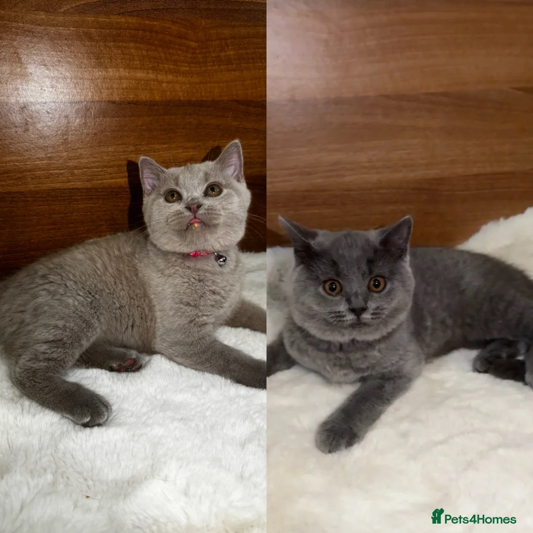 British Shorthair cats for sale: Two shorthair Girls lilac and blue - Advert 1