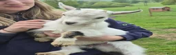 Goats livestock for sale: Pygmy goat wether twins - Advert 2