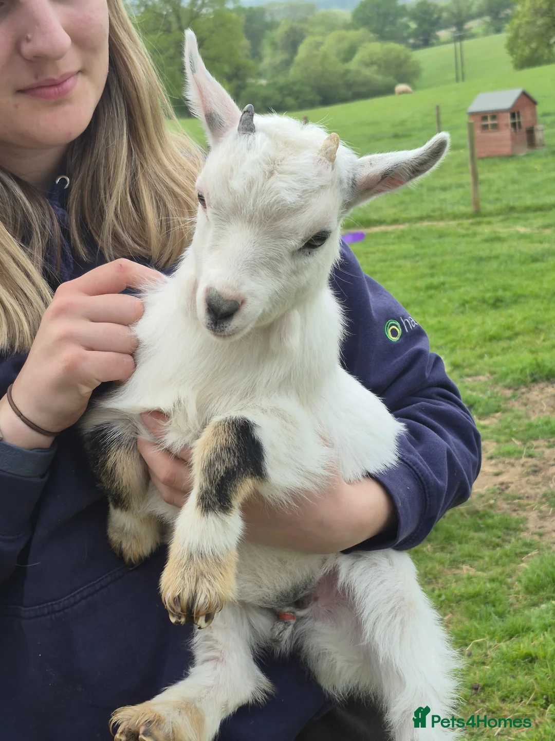 Goats livestock for sale: Pygmy goat wether twins - Advert 2