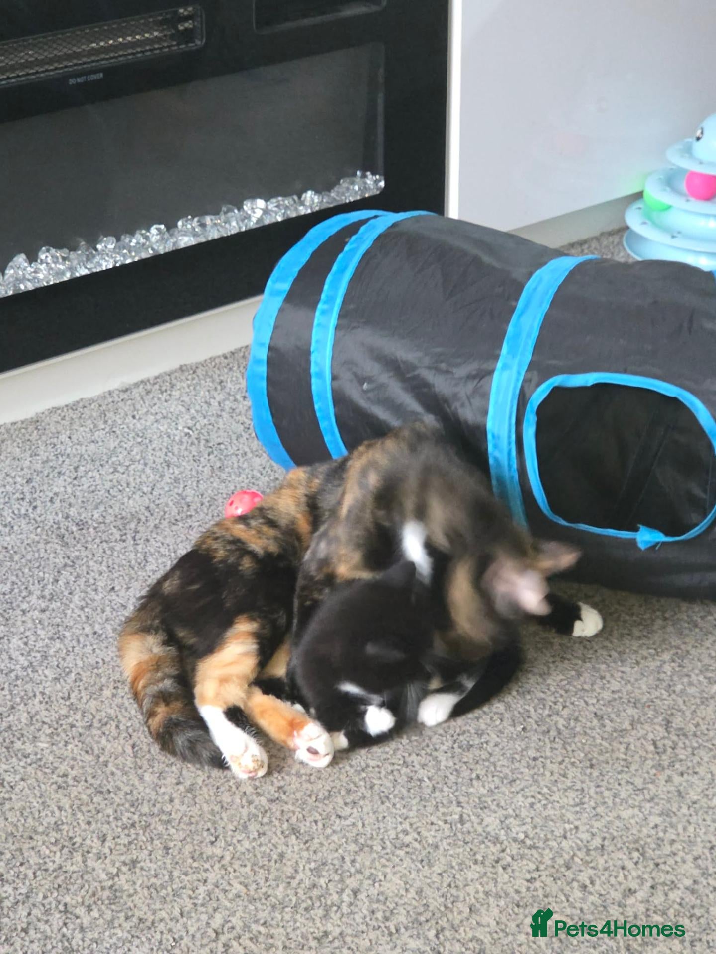 Mixed Breed cats Female kittens 9 week old - Advert 1