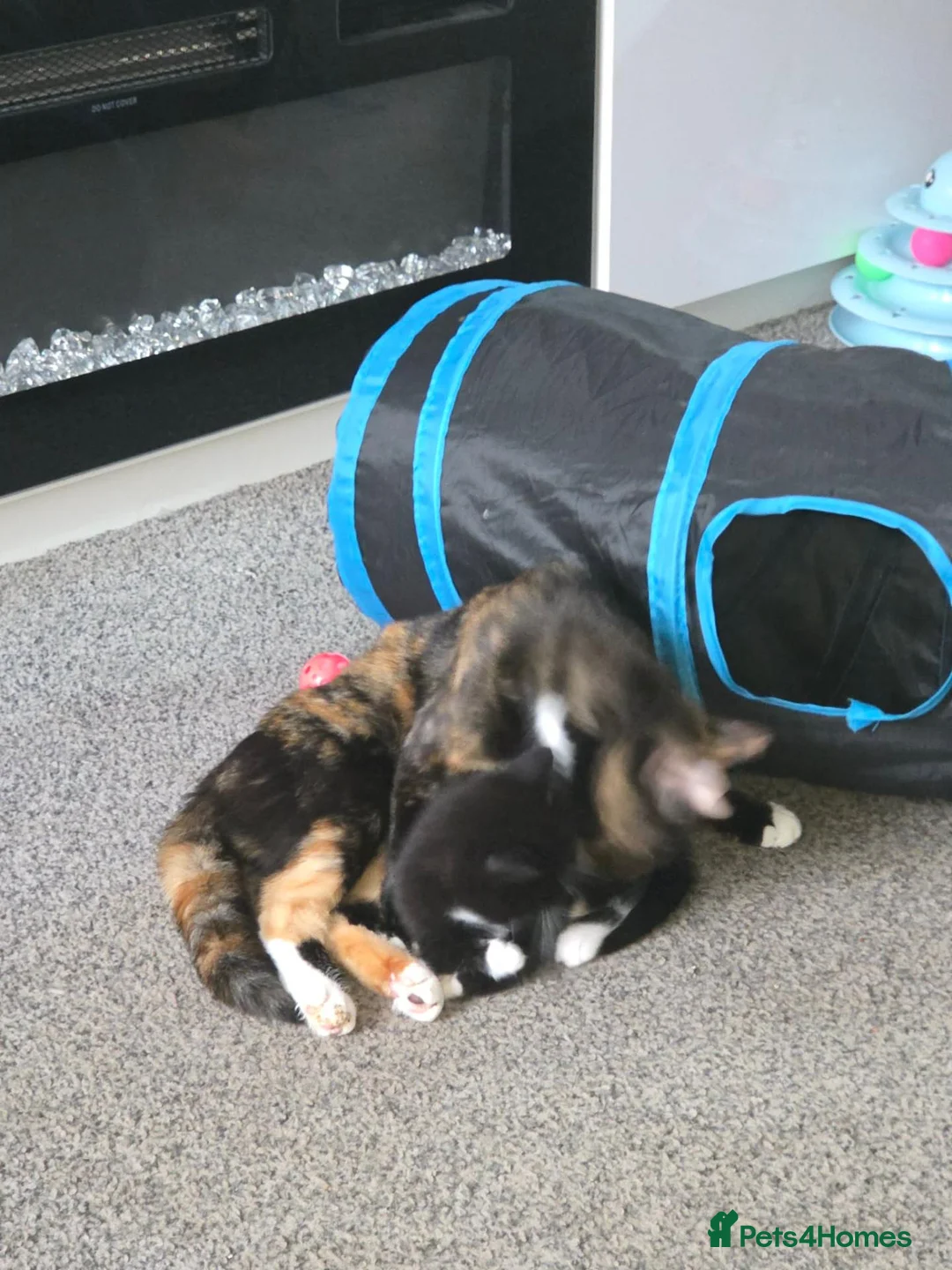 Mixed Breed cats for sale: Female kittens 9 week old - Advert 1