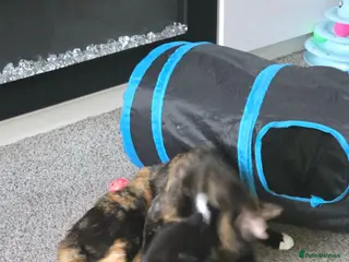 Mixed Breed cats Female kittens 9 week old - Advert 4