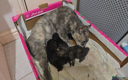 Mixed Breed cats for sale: Mixed breed kittens - Image 6