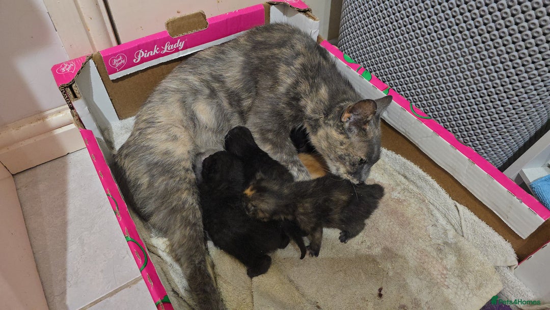Mixed Breed cats for sale: Mixed breed kittens - Image 6