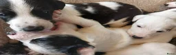 Lurcher dogs for sale: Soppy Bedlington Whippet lurcher puppies  - Advert 18