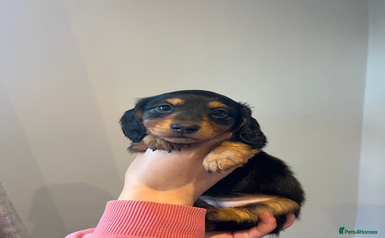 Miniature Dachshund dogs 🌟 KC registered longhair miniature dachshunds  - Advert 11
