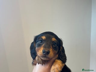 Miniature Dachshund dogs 🌟 KC registered longhair miniature dachshunds - Advert 5
