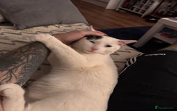 British Shorthair cats for sale: Georgie needs a home!  - Image 2