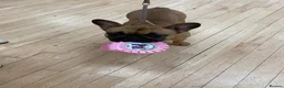French Bulldog dogs for sale: 🏆KC French Bulldog Puppies🏆 - Advert 23