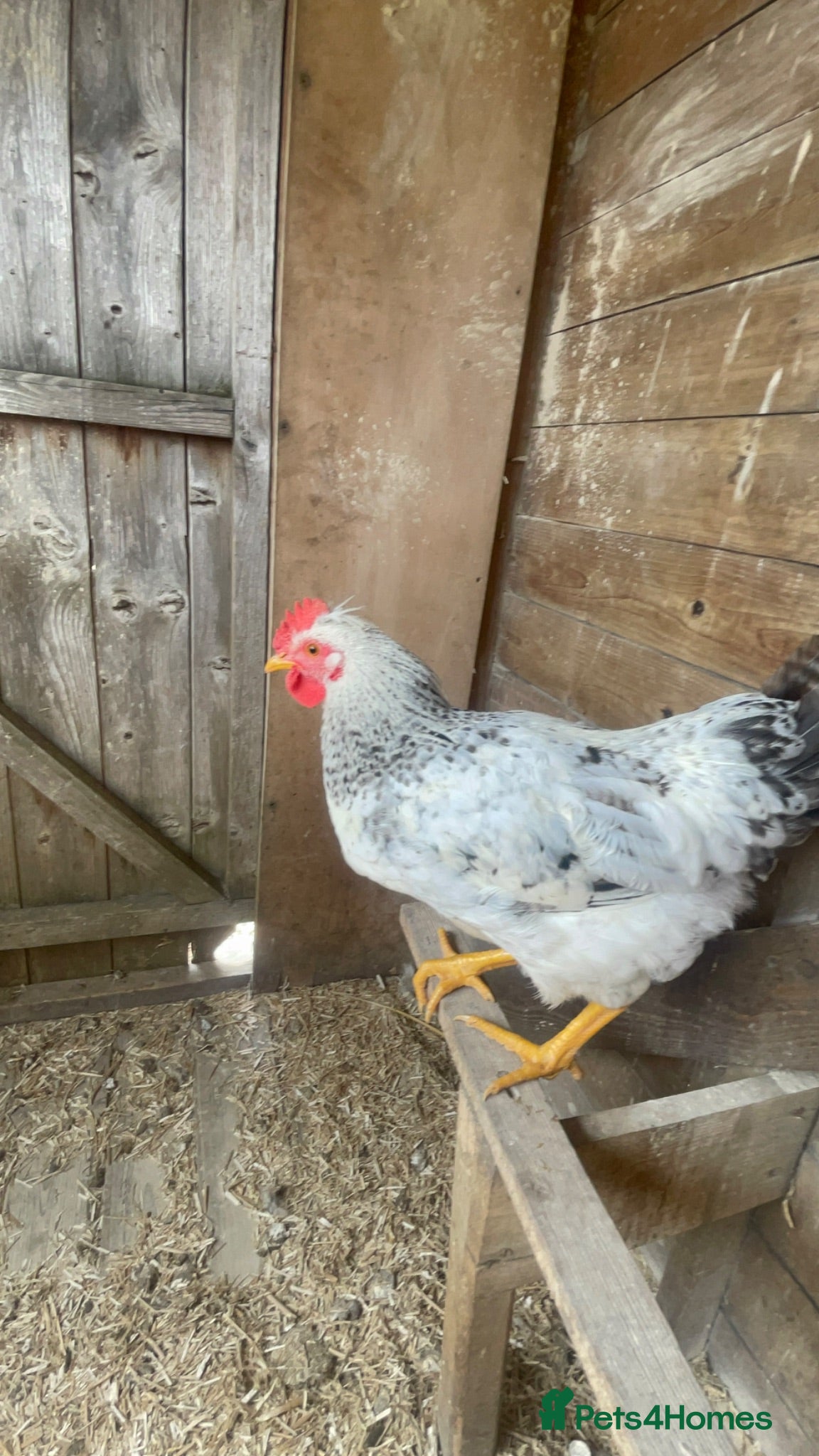 Chickens poultry Beautiful 3 month old cockerel for sale  - Advert 1
