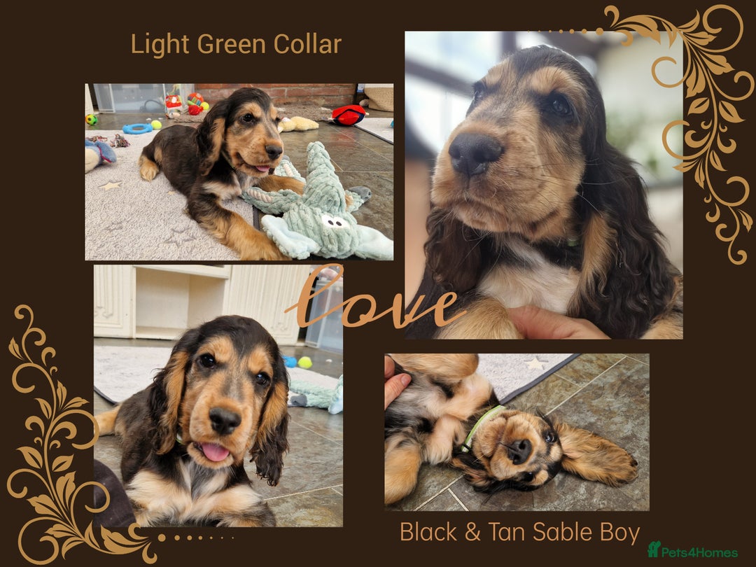 Cocker Spaniel dogs for sale: Applejacks Pedigree Show Cocker Spaniel Puppies - Image 6