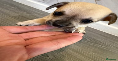 Chihuahua dogs - Advert 1